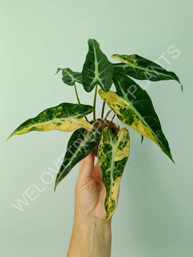 Alocasia bambino variegata aurea