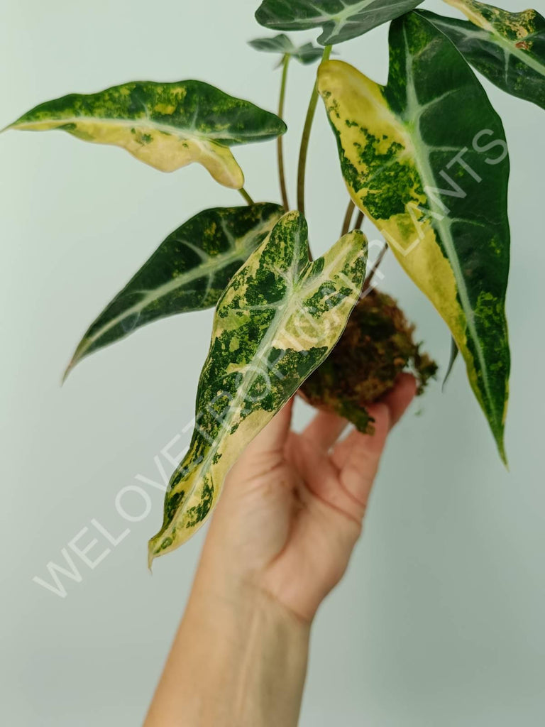 Alocasia bambino variegata aurea