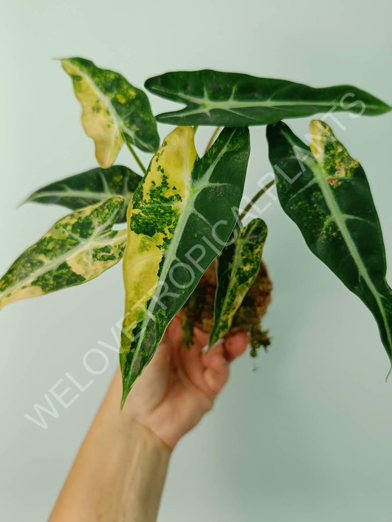 Alocasia bambino variegata aurea