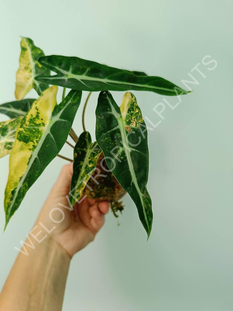 Alocasia bambino variegata aurea