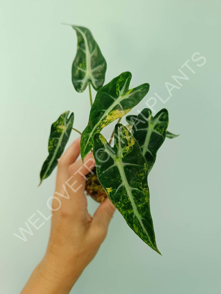 Alocasia bambino variegata aurea