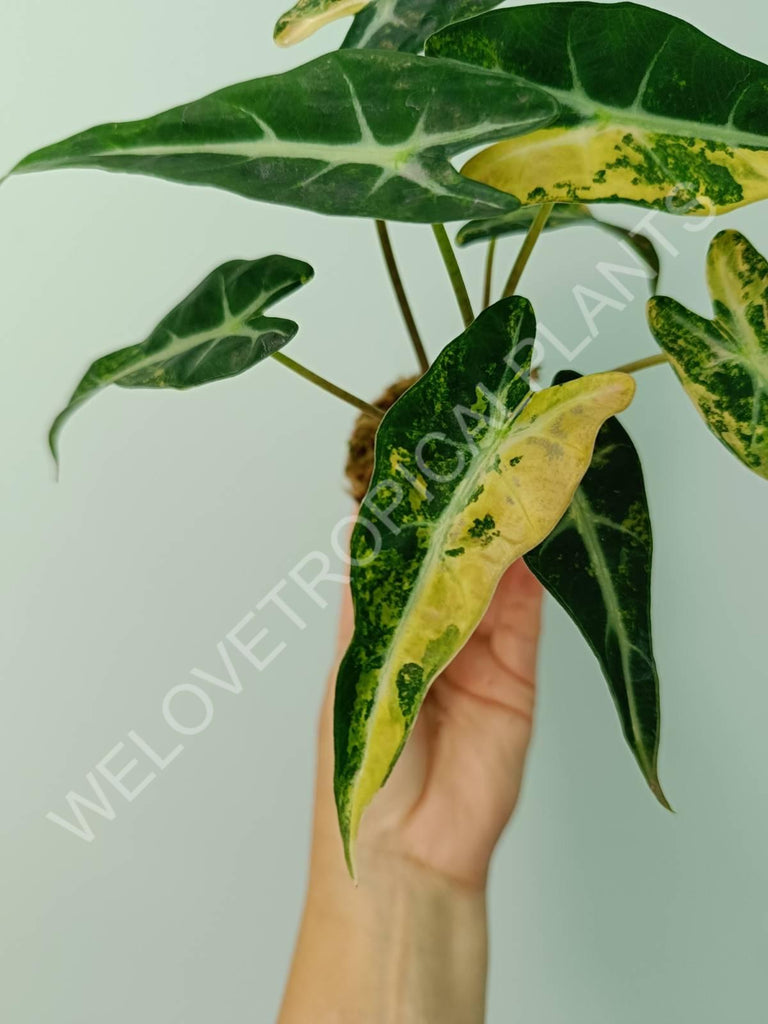 Alocasia bambino variegata aurea