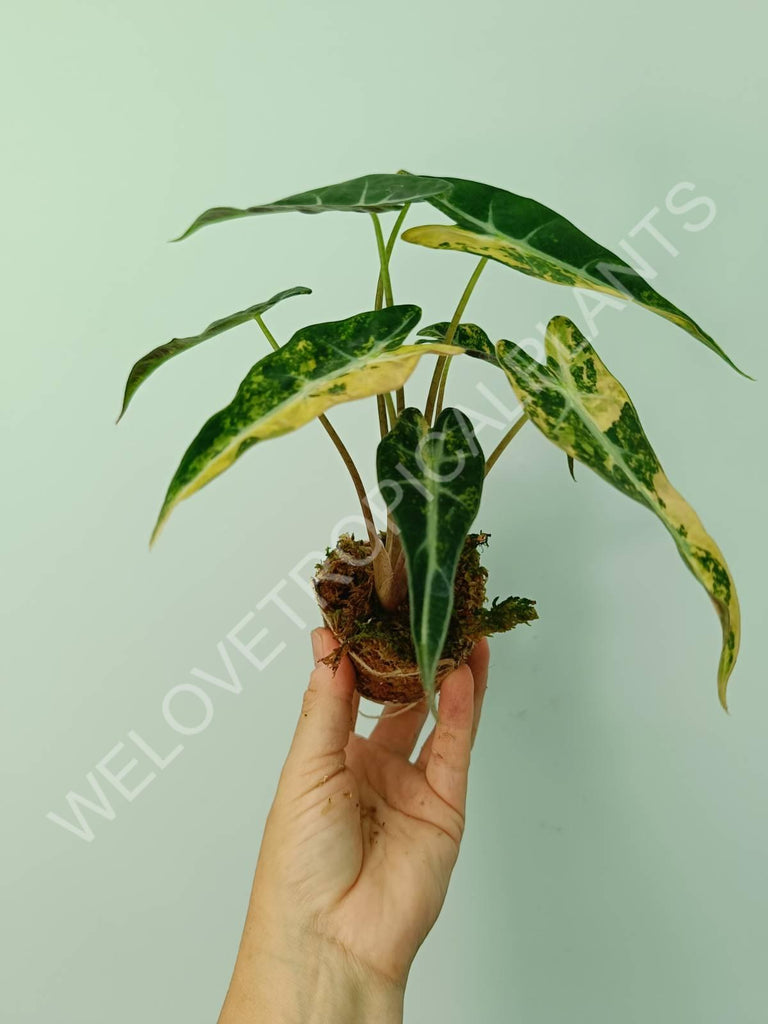 Alocasia bambino variegata aurea