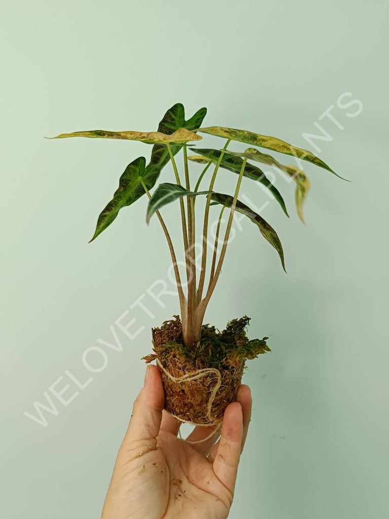 Alocasia bambino variegata aurea