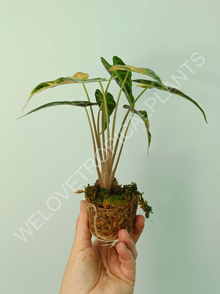 Alocasia bambino variegata aurea