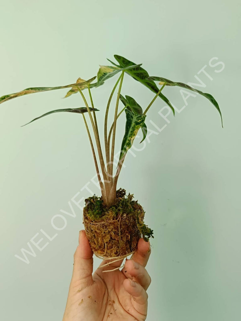 Alocasia bambino variegata aurea