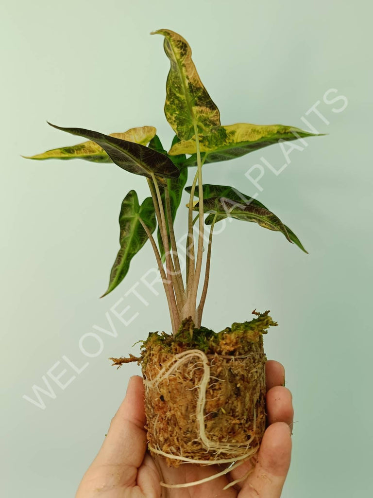 Alocasia bambino variegata aurea