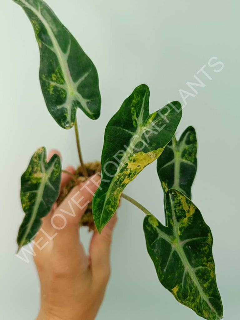 Alocasia bambino variegata aurea