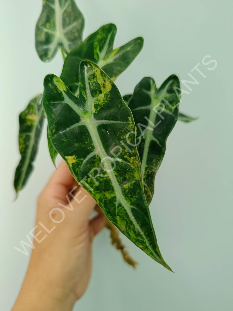 Alocasia bambino variegata aurea