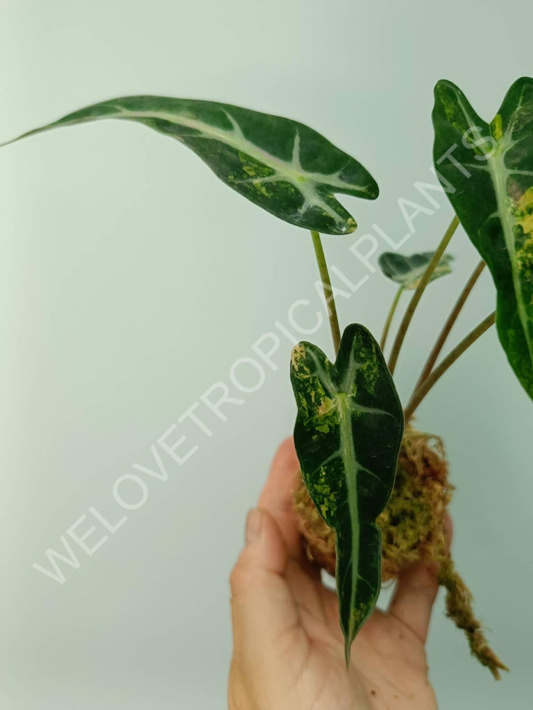 Alocasia bambino variegata aurea