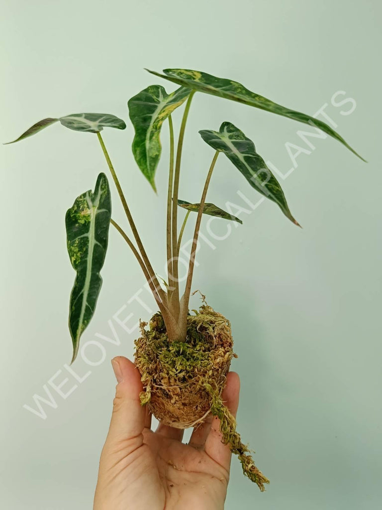 Alocasia bambino variegata aurea