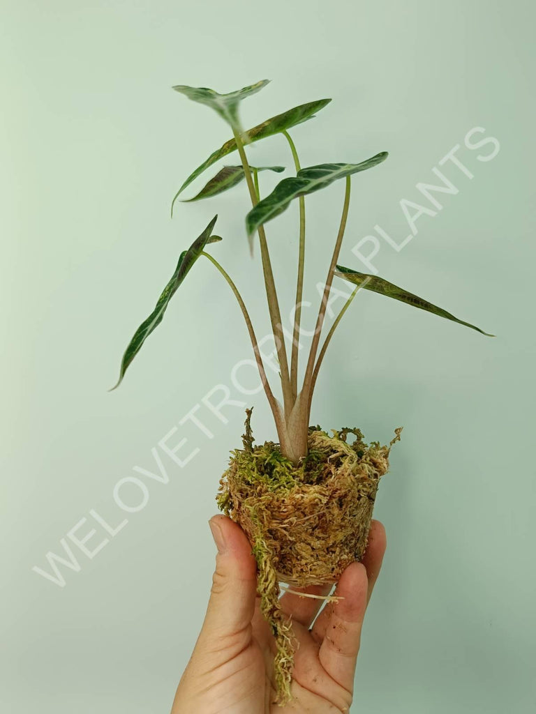 Alocasia bambino variegata aurea