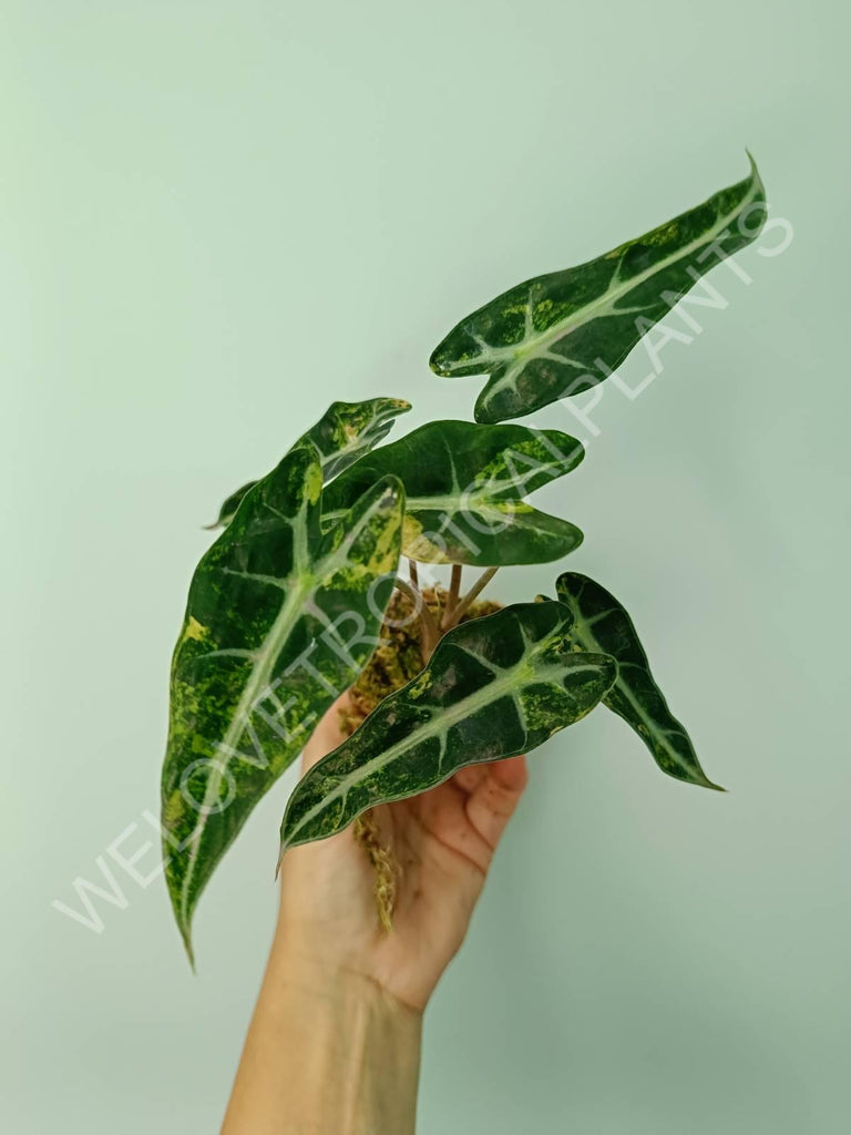 Alocasia bambino variegata aurea