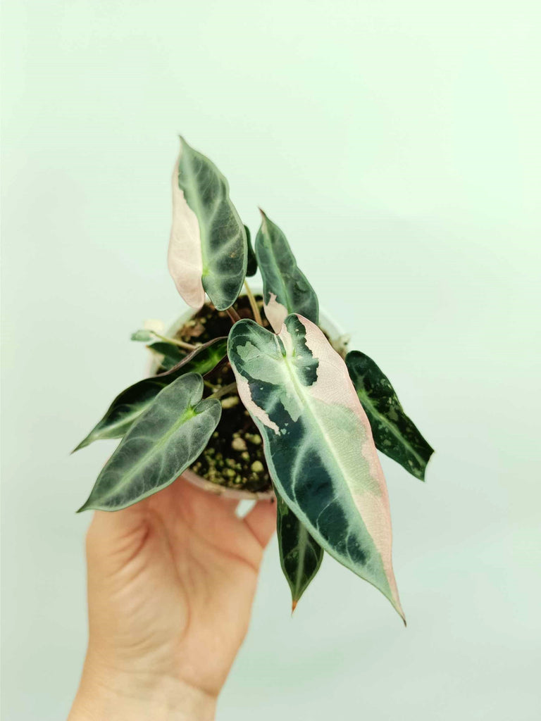 Alocasia bambino variegata pink