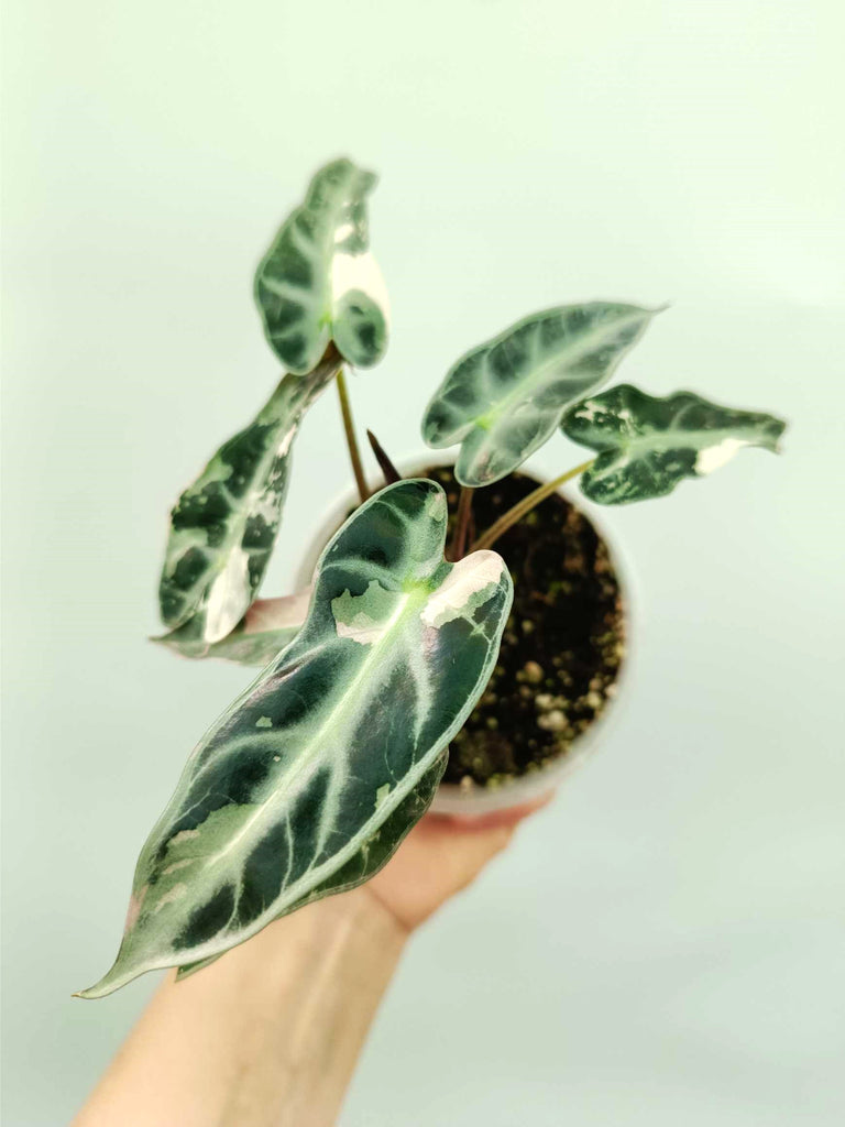 Alocasia bambino variegata pink