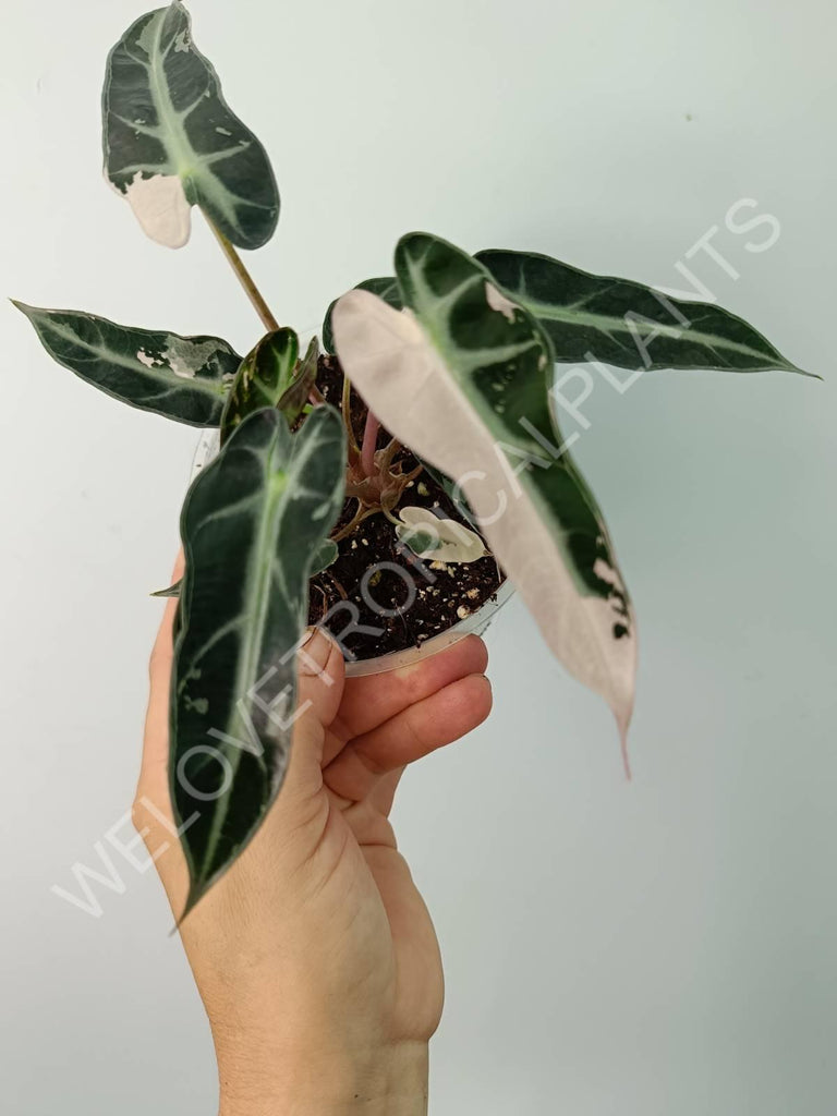 Alocasia bambino variegata pink