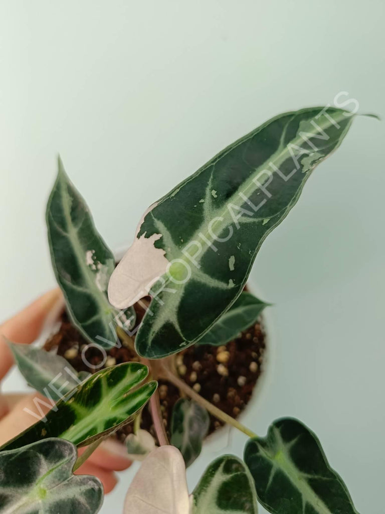 Alocasia bambino variegata pink