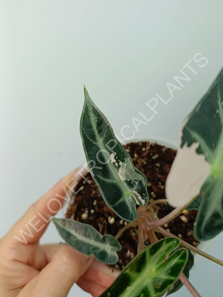 Alocasia bambino variegata pink