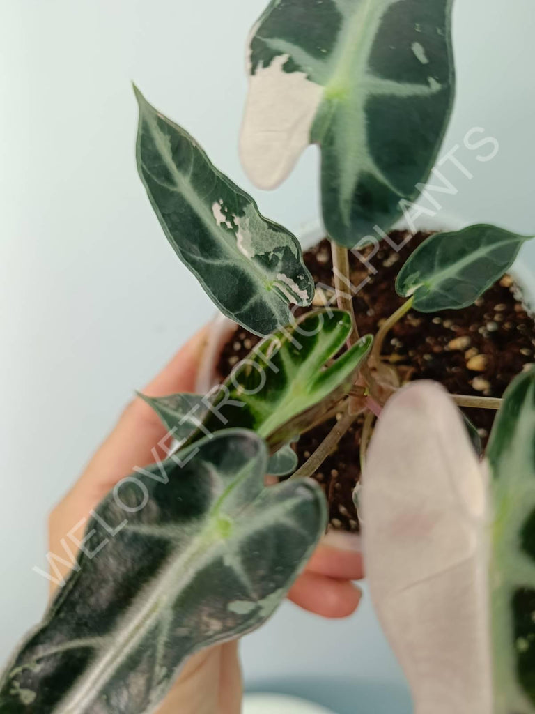 Alocasia bambino variegata pink