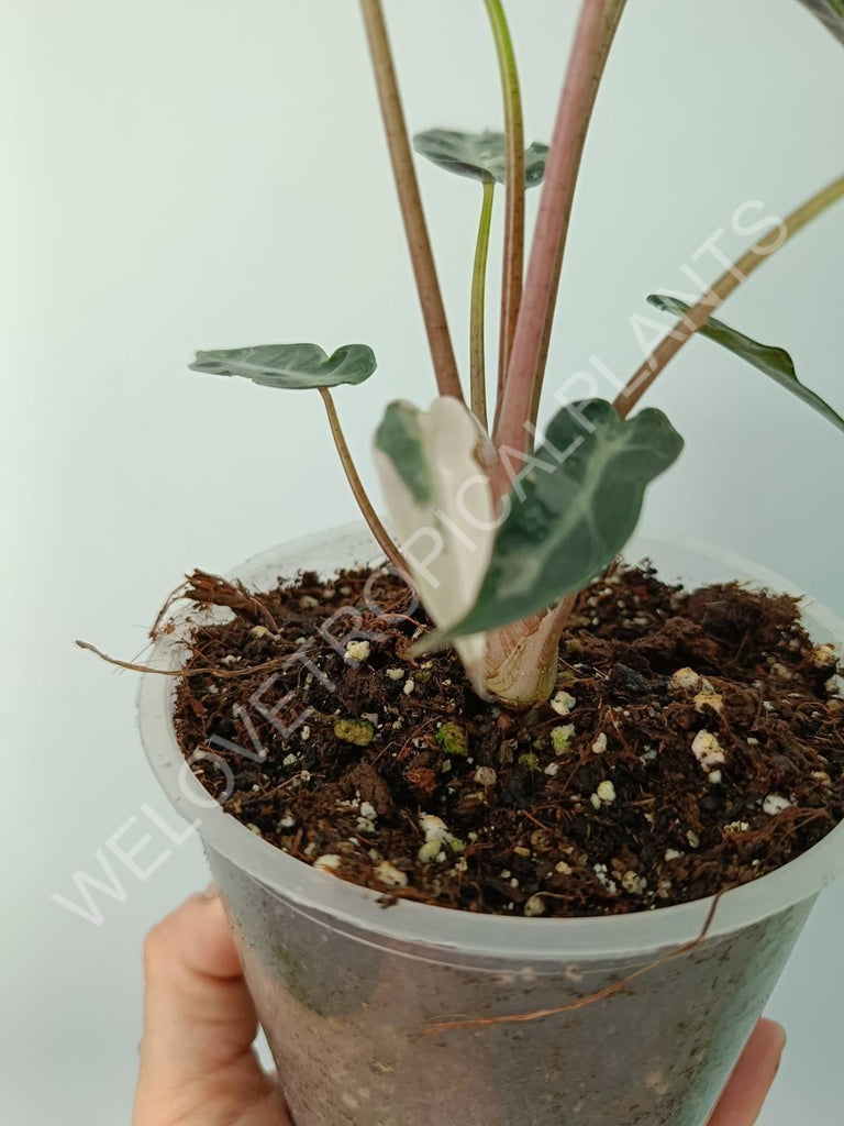 Alocasia bambino variegata pink