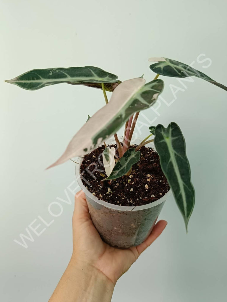 Alocasia bambino variegata pink