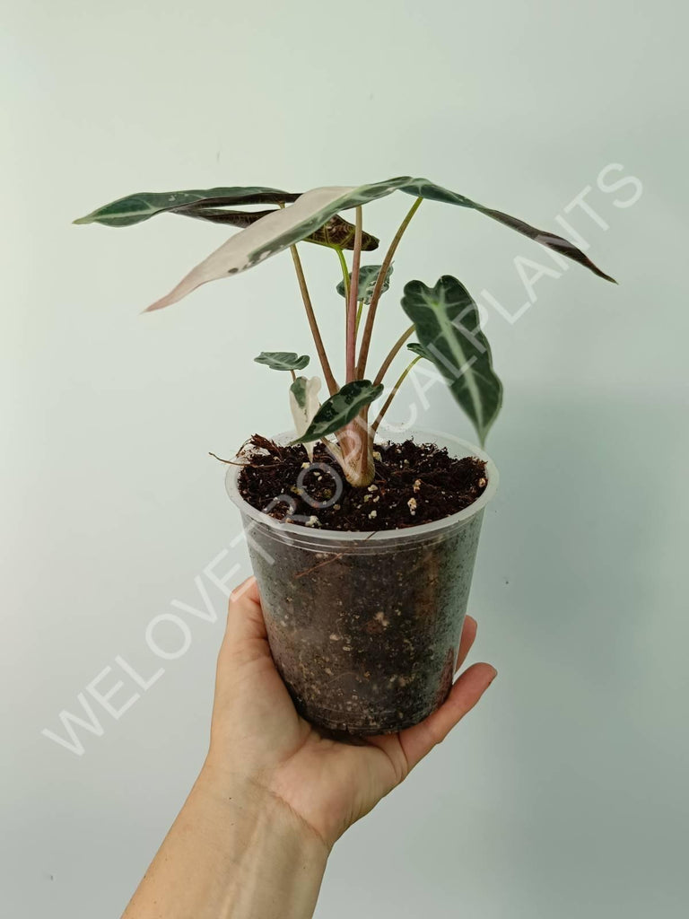 Alocasia bambino variegata pink