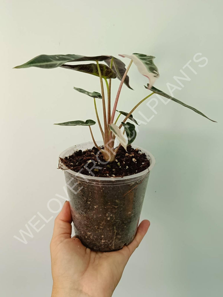 Alocasia bambino variegata pink