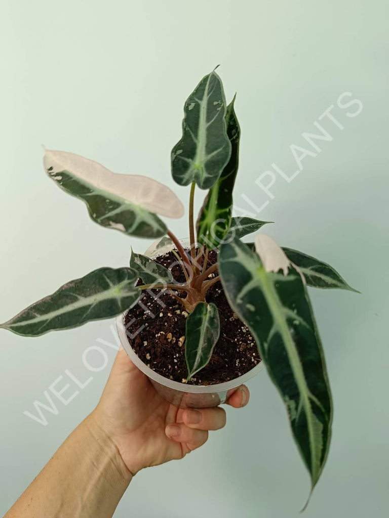 Alocasia bambino variegata pink