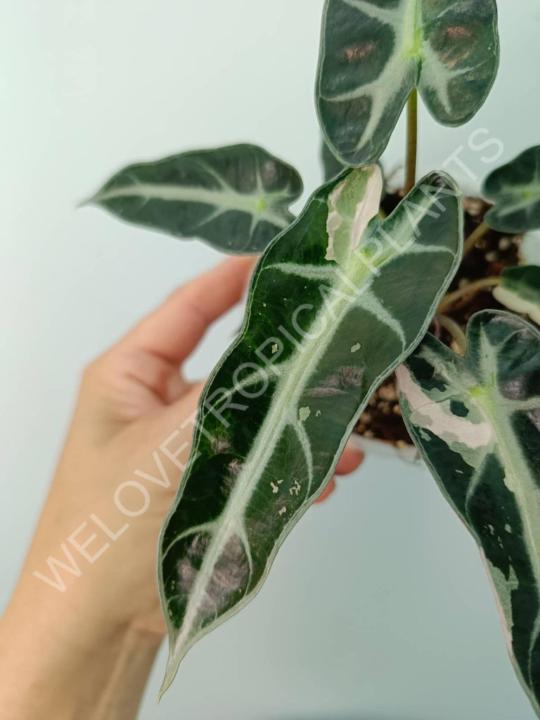 Alocasia bambino variegata pink