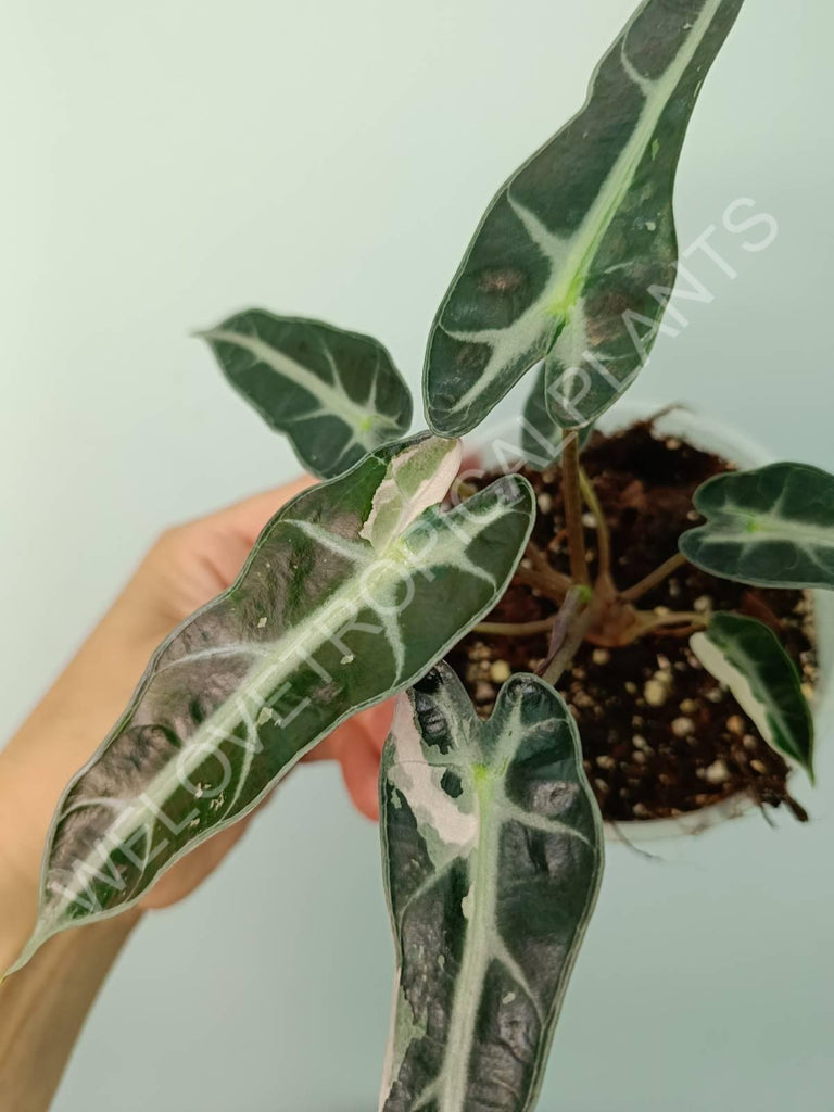 Alocasia bambino variegata pink