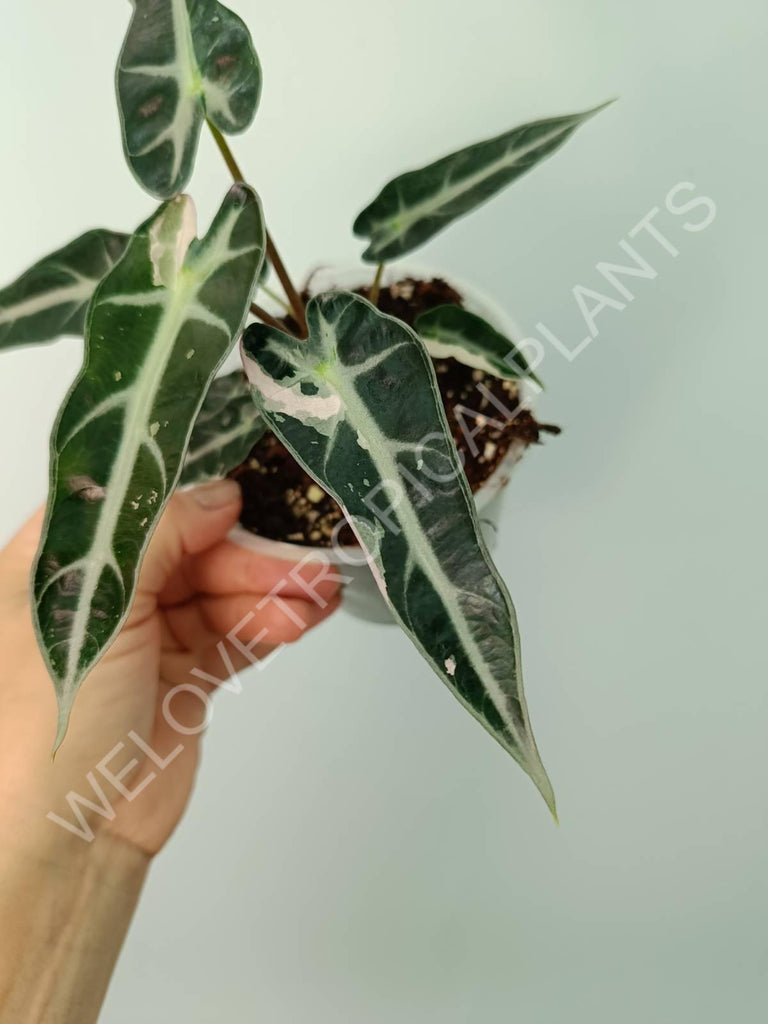 Alocasia bambino variegata pink