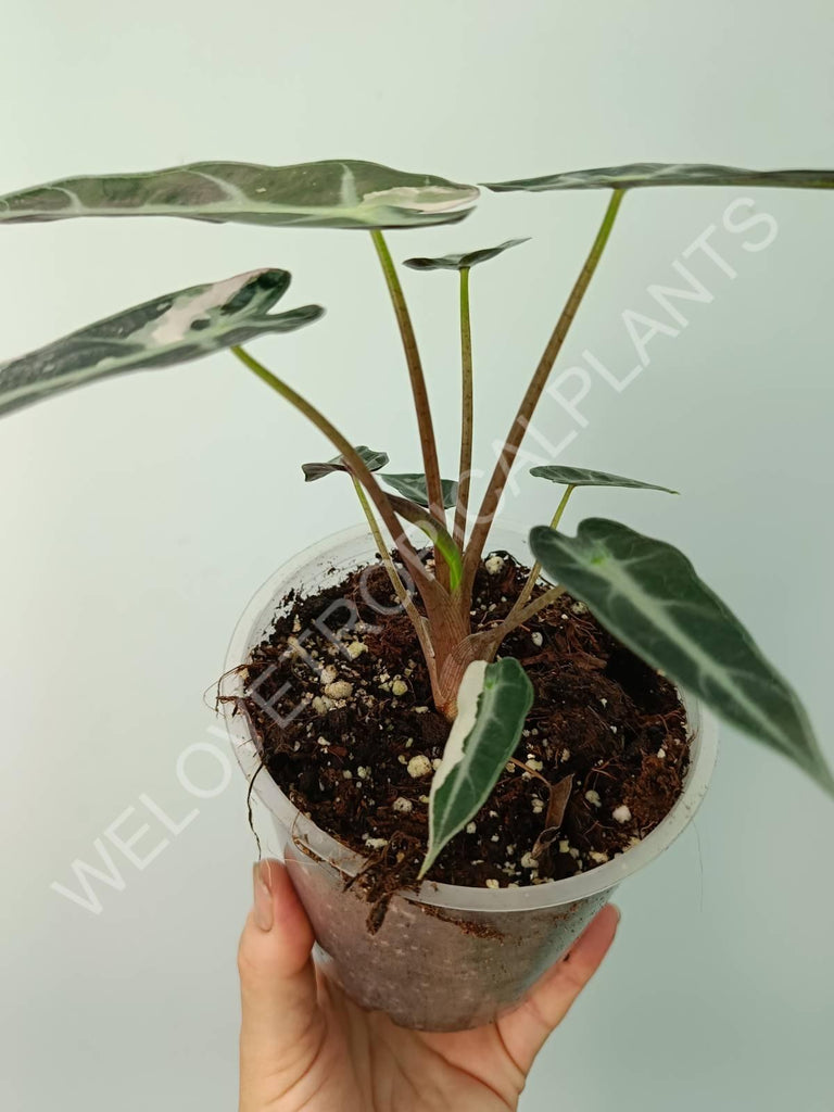 Alocasia bambino variegata pink