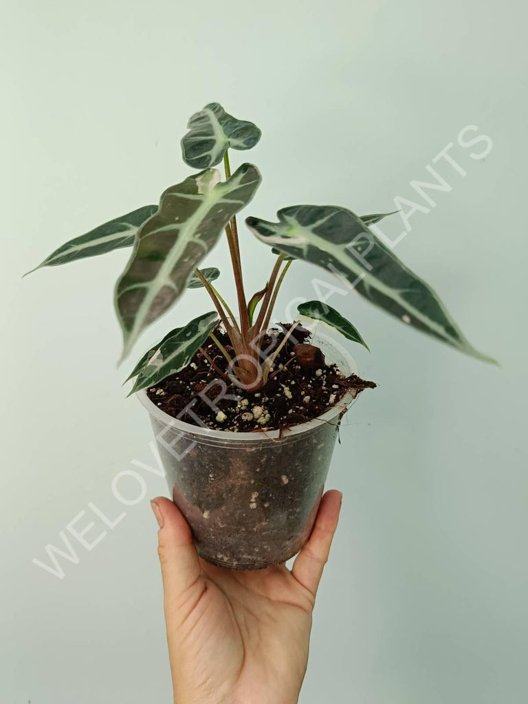 Alocasia bambino variegata pink