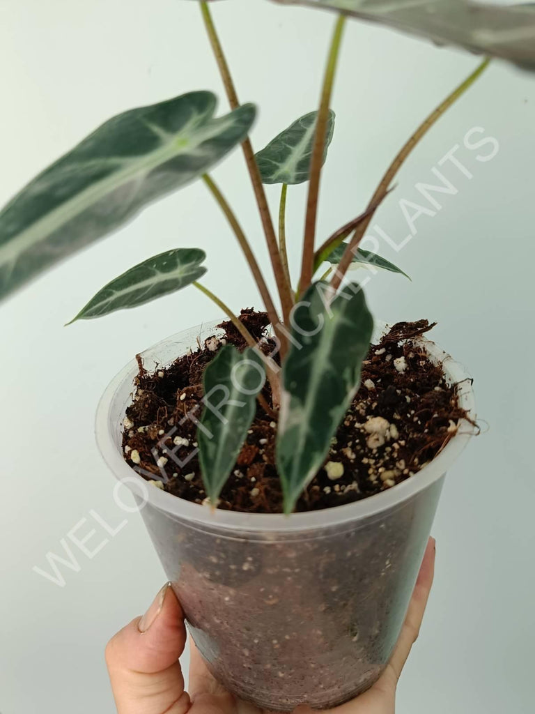 Alocasia bambino variegata pink