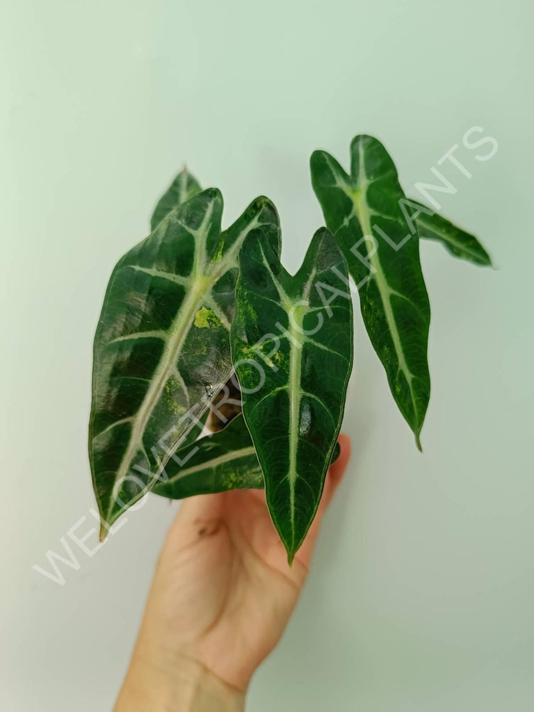 Alocasia bambino variegata aurea