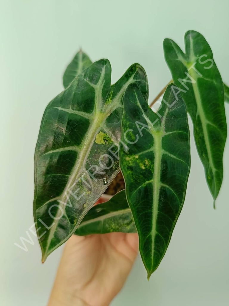 Alocasia bambino variegata aurea