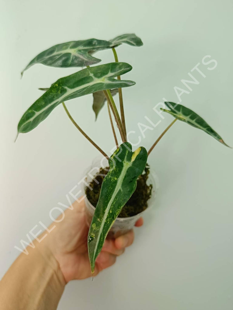 Alocasia bambino variegata aurea