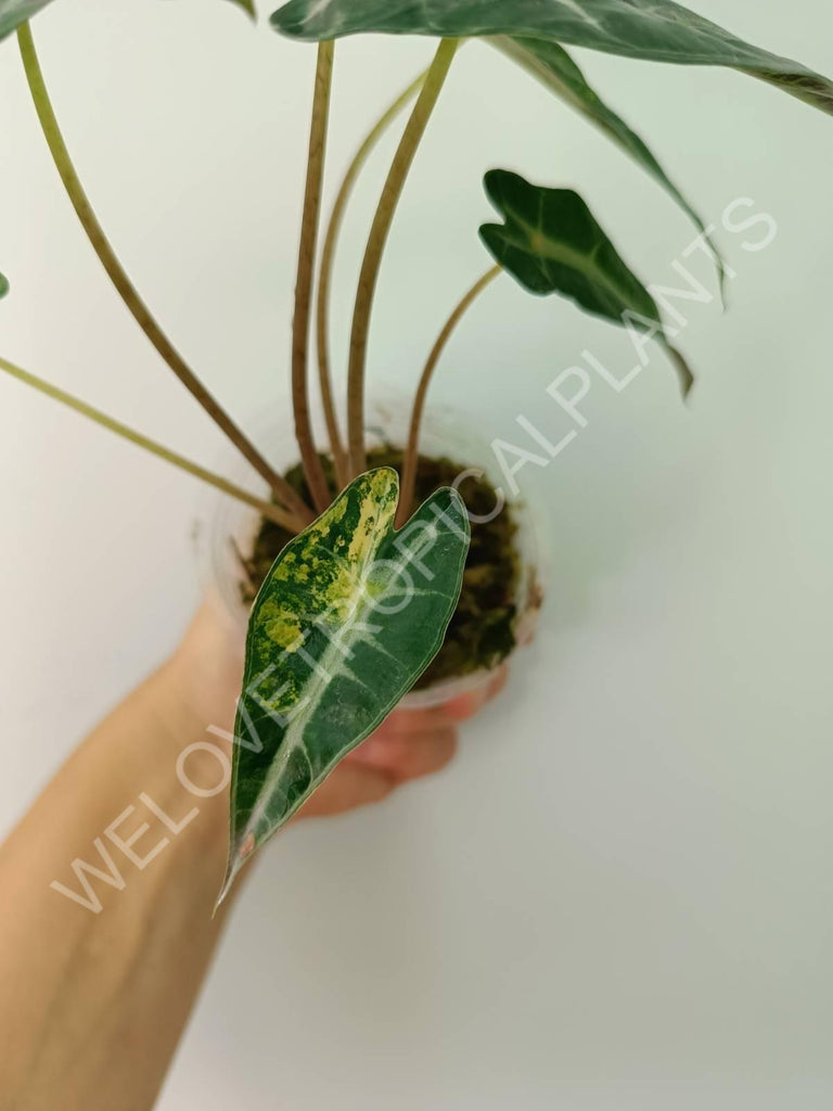 Alocasia bambino variegata aurea