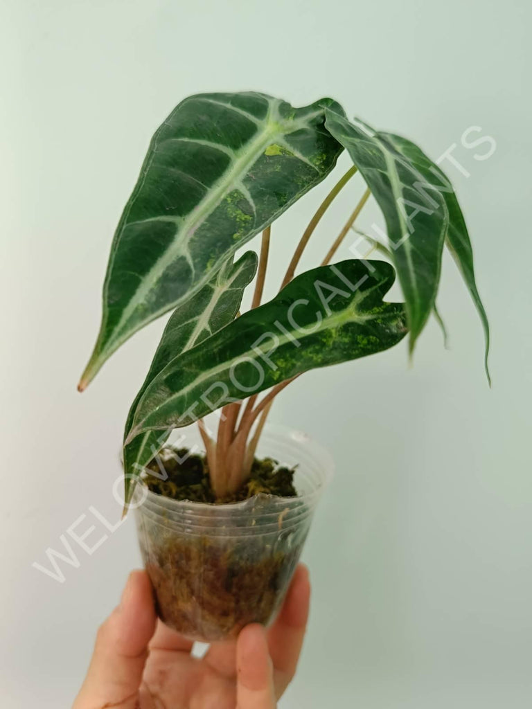 Alocasia bambino variegata aurea