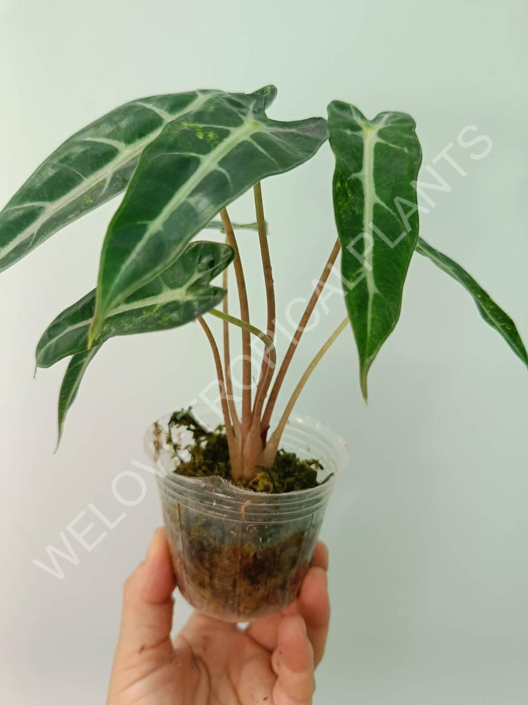 Alocasia bambino variegata aurea