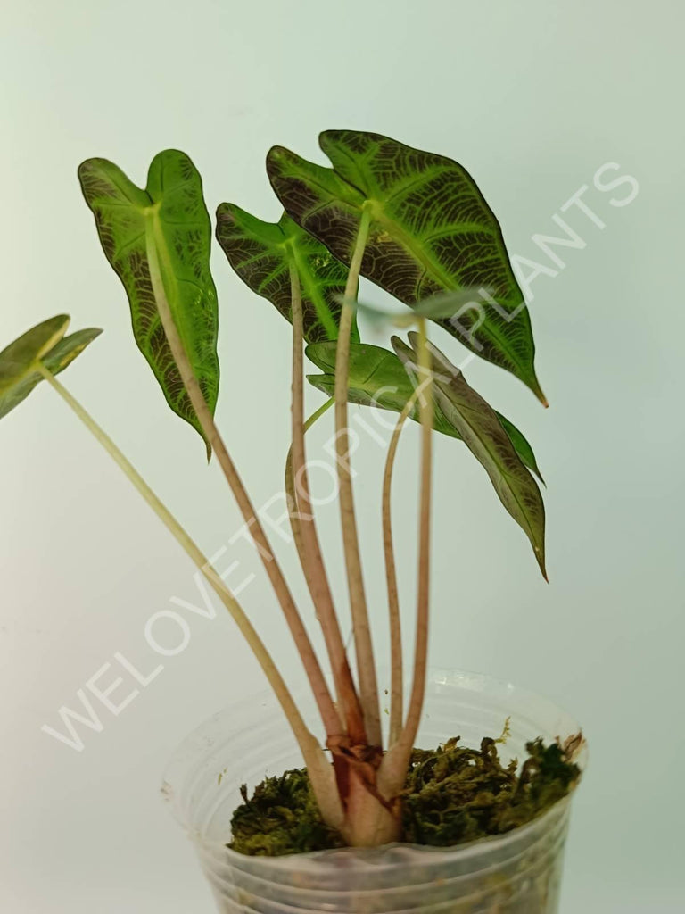 Alocasia bambino variegata aurea