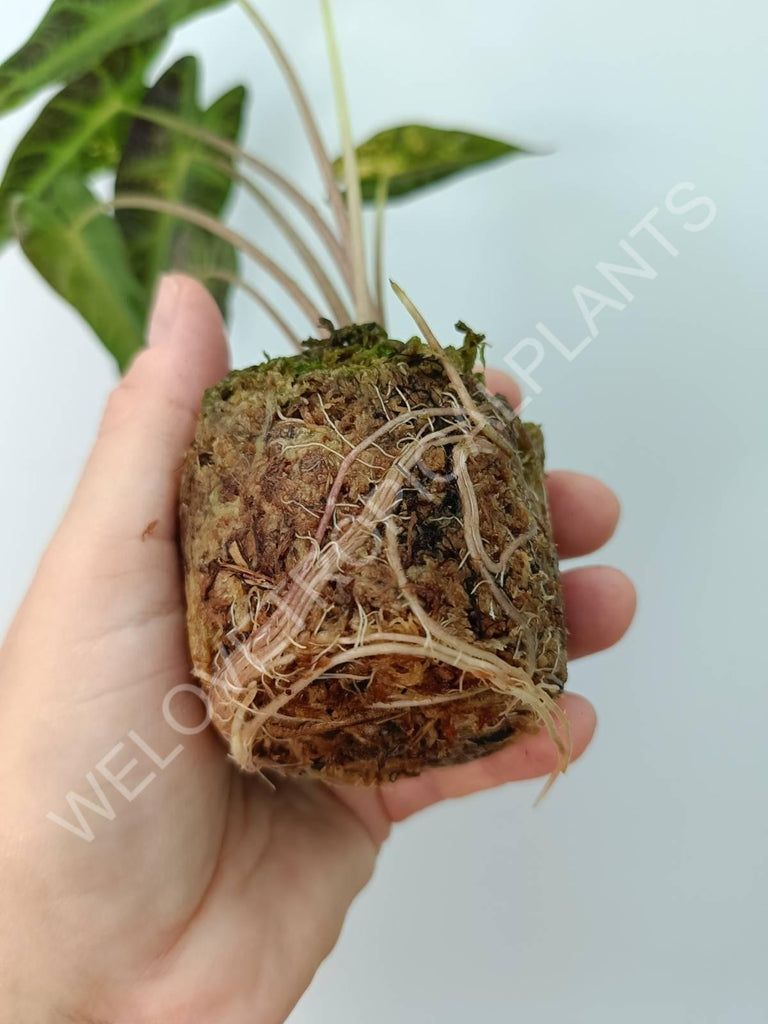 Alocasia bambino variegata aurea