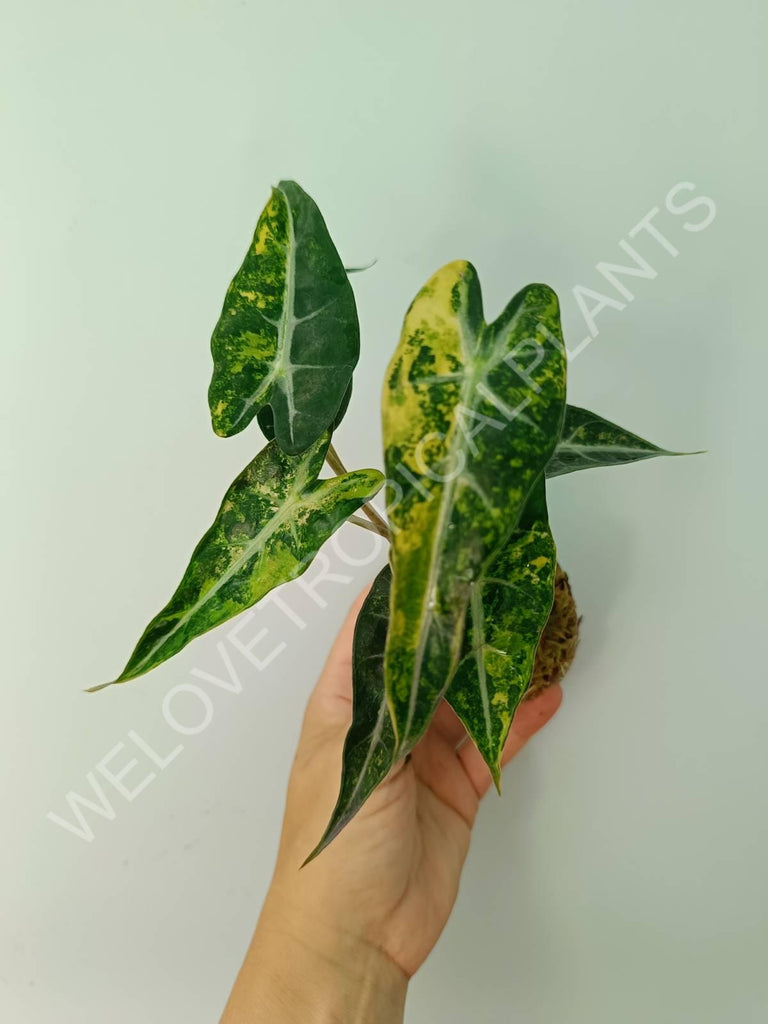 Alocasia bambino variegata aurea