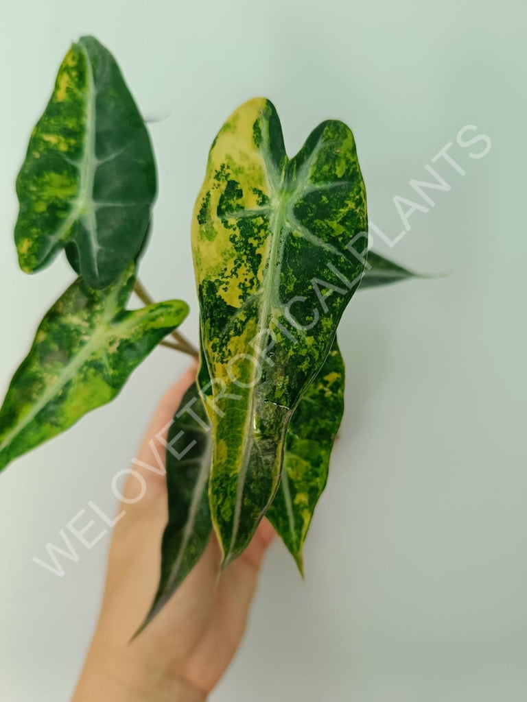 Alocasia bambino variegata aurea