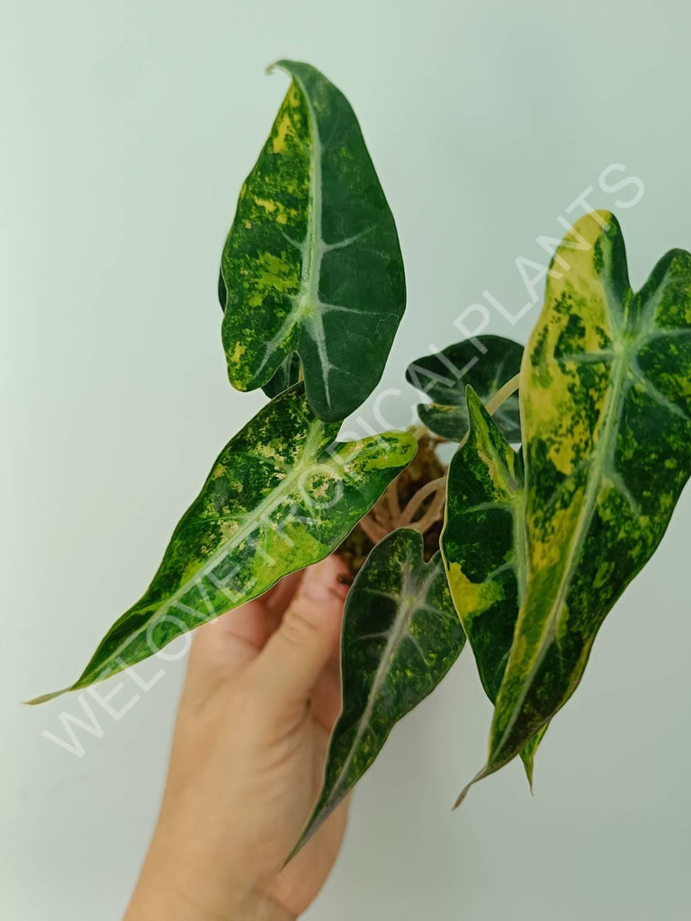 Alocasia bambino variegata aurea