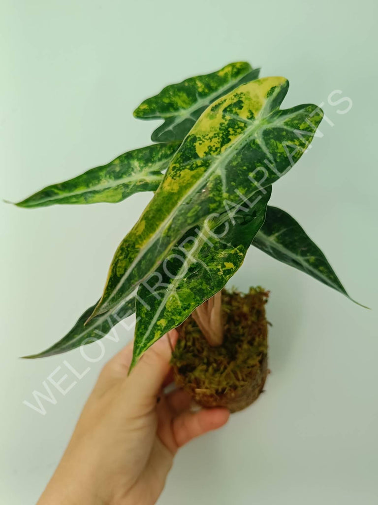 Alocasia bambino variegata aurea