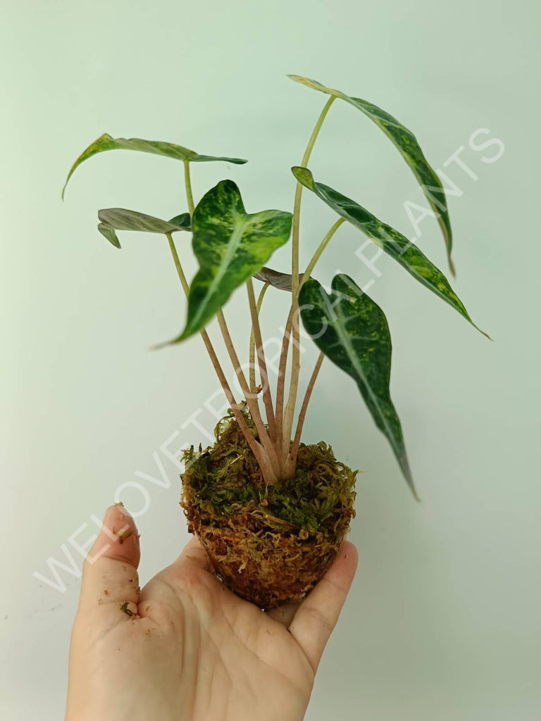 Alocasia bambino variegata aurea