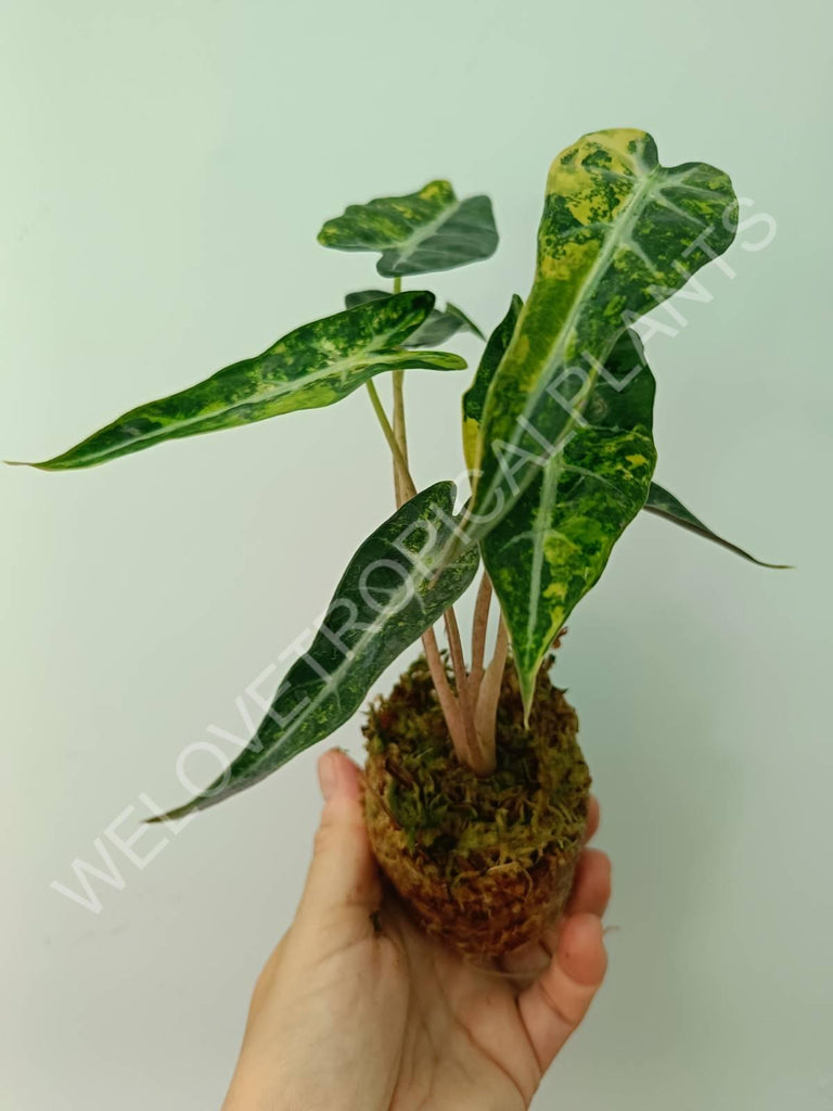 Alocasia bambino variegata aurea