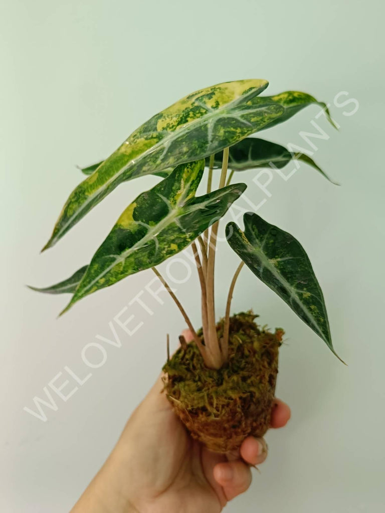 Alocasia bambino variegata aurea