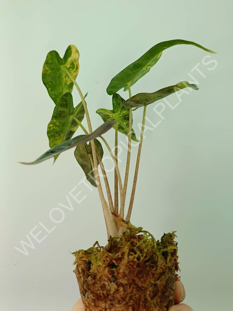 Alocasia bambino variegata aurea